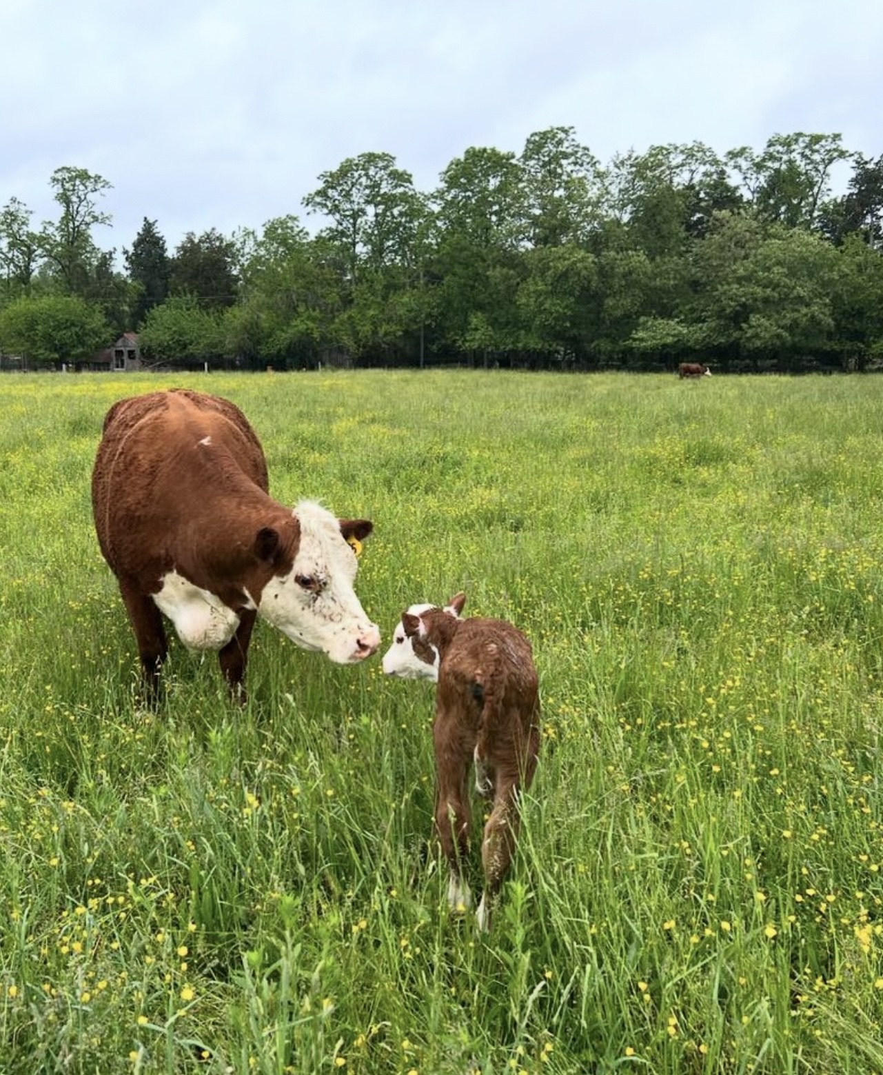 Why I Became a Farmer: My Quest for Ultimate Nutrition and Bioavailability